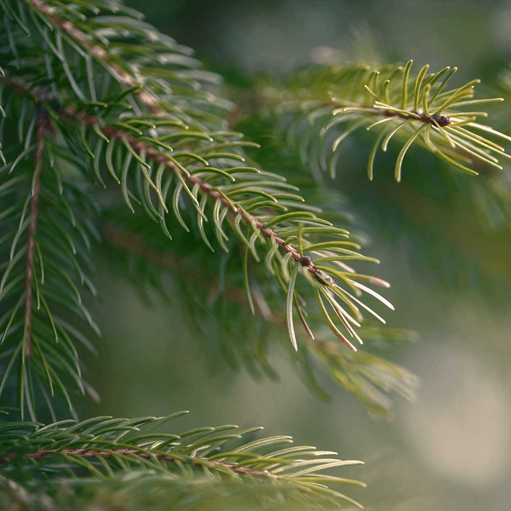 Pine