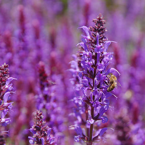 Clary Sage Pure Essential Oil