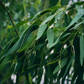 Eucalyptus B.Mallee Pure Essential Oil