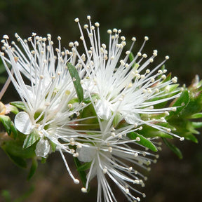 Kunzea Pure Essential Oil