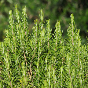 Rosemary Pure Essential Oil