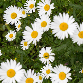 Chamomile, Roman Pure Essential Oil