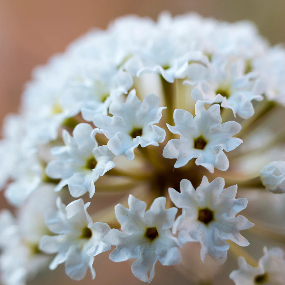 Fragonia Pure Essential Oil